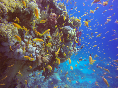 A reef in egypt