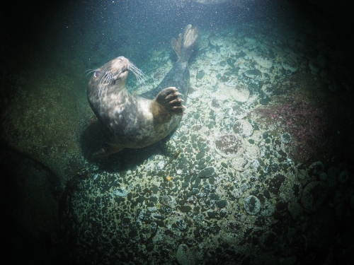 Photo of seal in the Farne Islands
